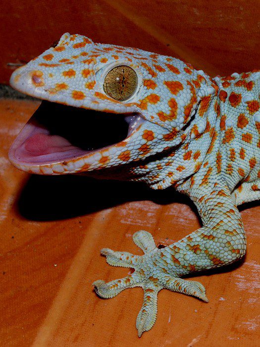 Gecko Toki