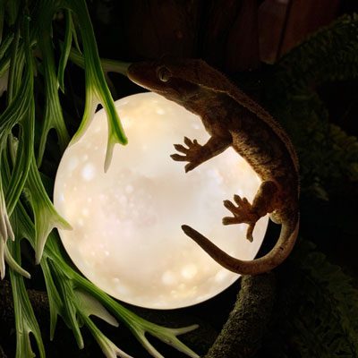 Geckos: maintenance and care at home