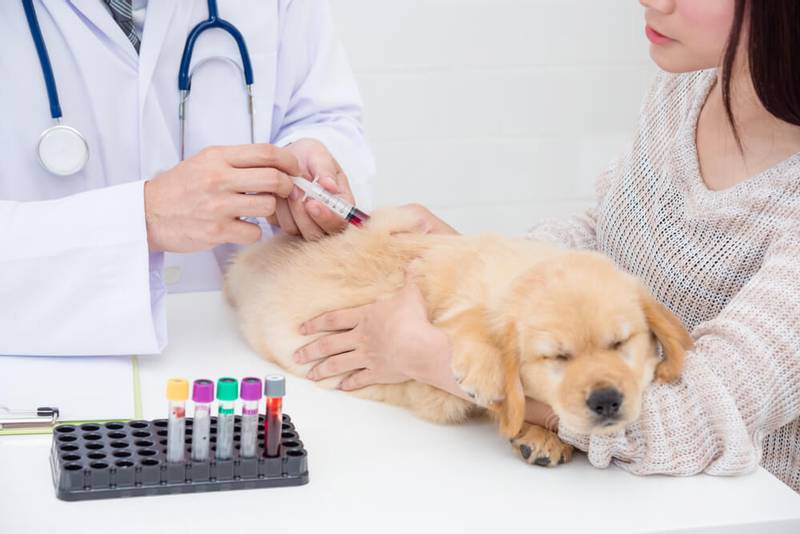 General and biochemical blood test in dogs: deciphering the indicators