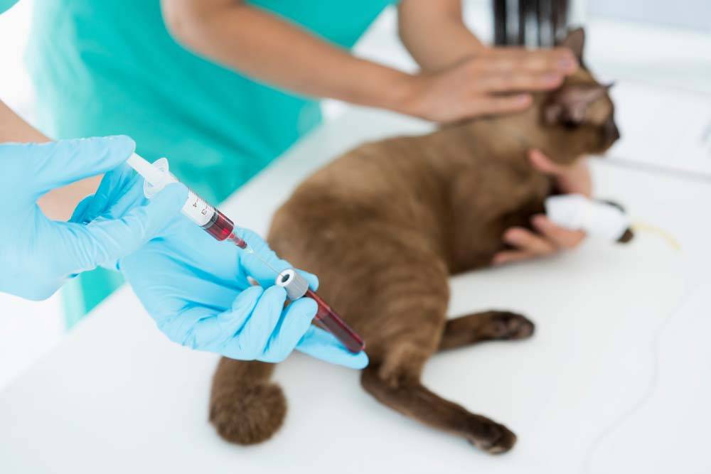 General and biochemical blood tests in cats: decoding, deviations, norms