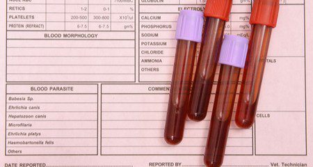 General and biochemical blood tests in cats: decoding, deviations, norms