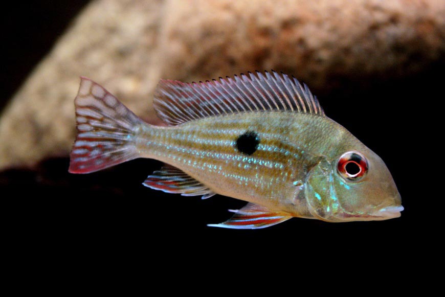 Geophagus dichrozoster