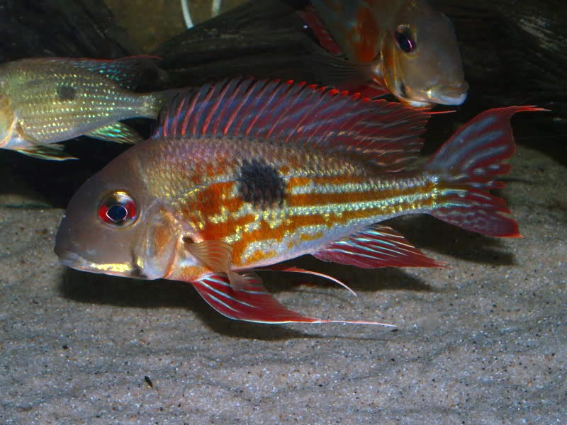 Geophagus proximus