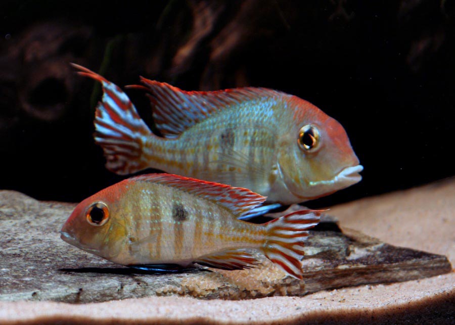 Geophagus redhead