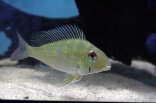 Geophagus surinamese