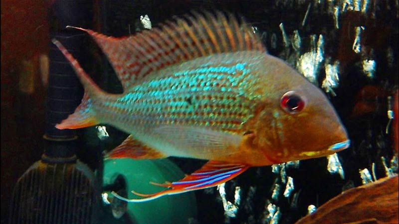 Geophagus surinamese