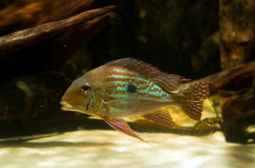 Geophagus Weinmiller