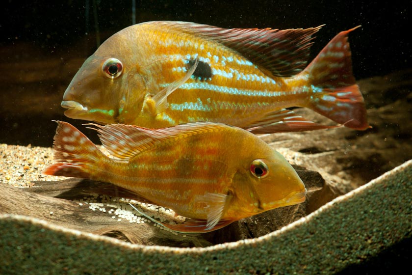 Geophagus Weinmiller