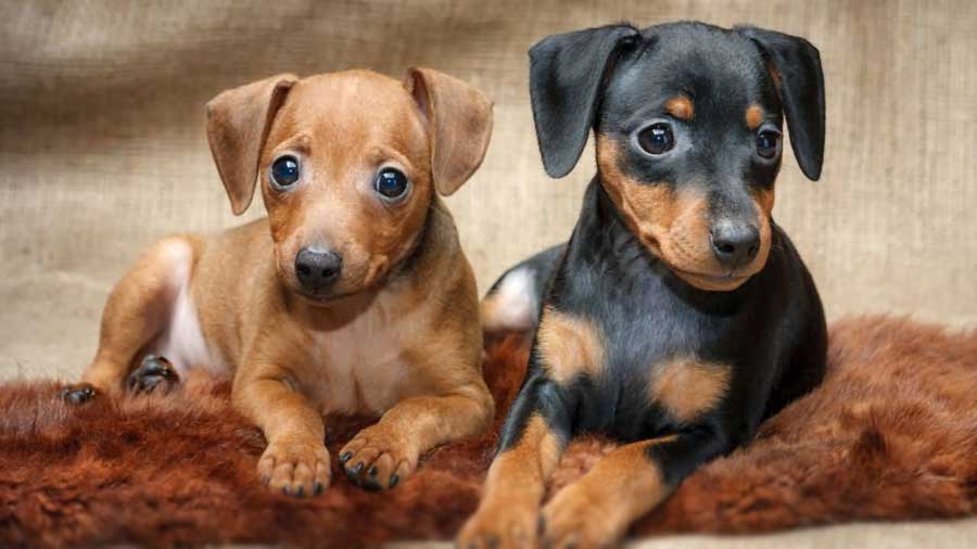 Brown and black German Pinscher puppies