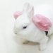 Decorative rabbit: pros and cons