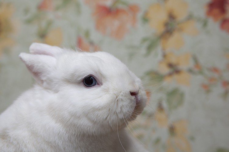 Germelin - decorative rabbit