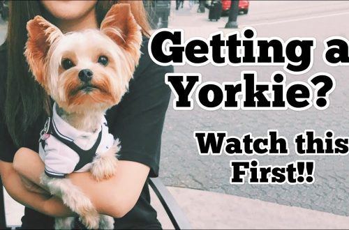 Getting a Yorkshire Terrier