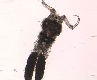 Gill crustaceans (Ergasilus)