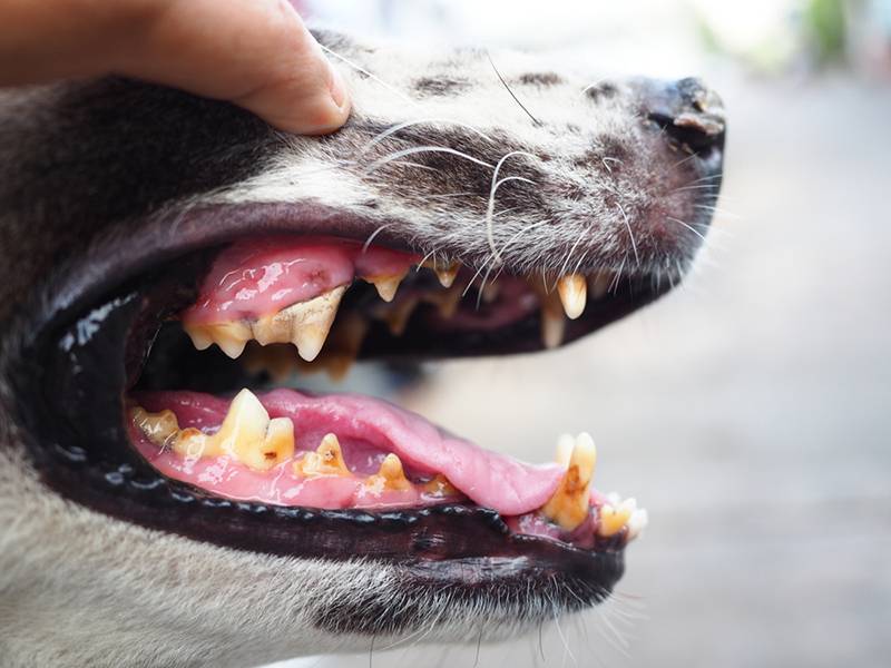 Gingivitis (gum inflammation) in dogs