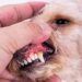 The dog&#8217;s muzzle is swollen &#8211; why and what to do with swelling
