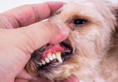 Gingivitis (gum inflammation) in dogs