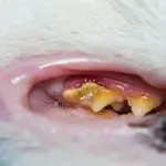 Gingivitis in cats