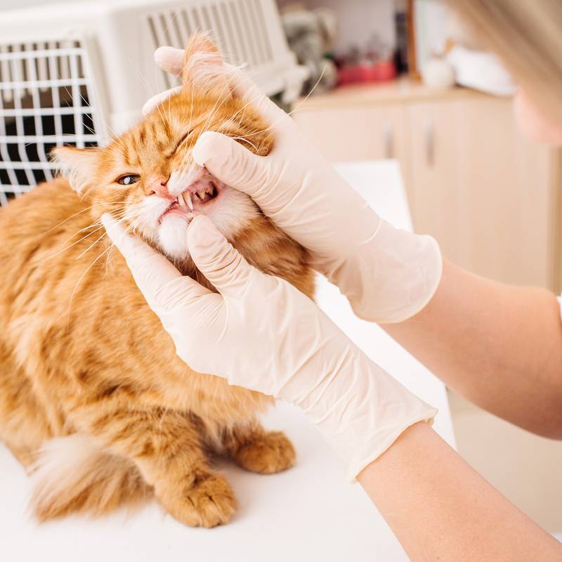 Gingivitis in cats