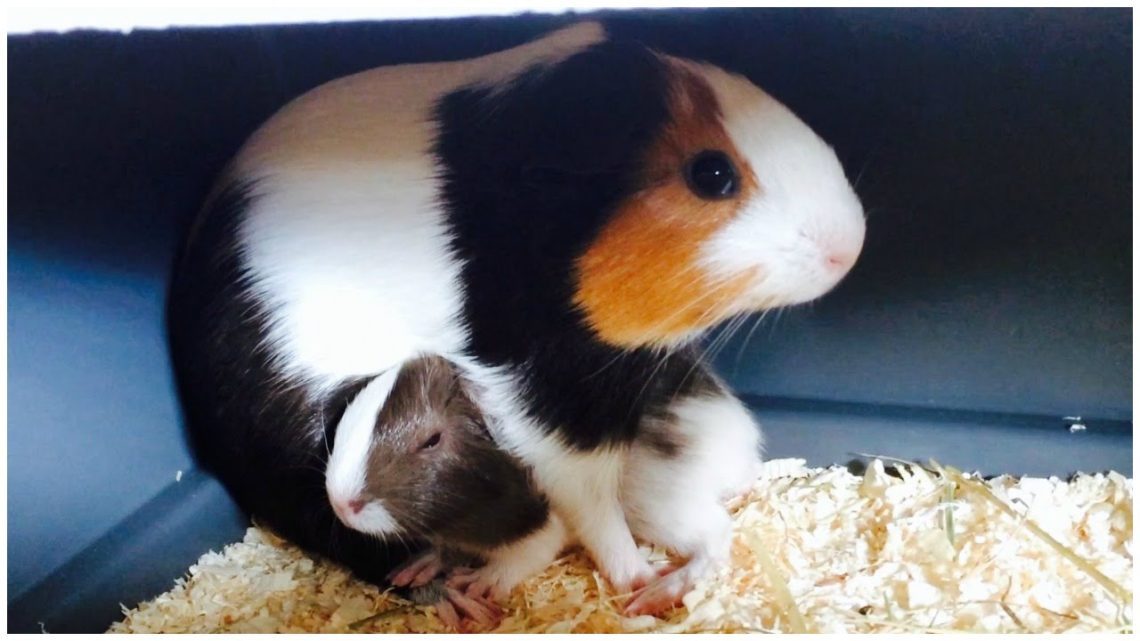 Giving birth to a guinea pig