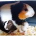 Postpartum complications in guinea pigs