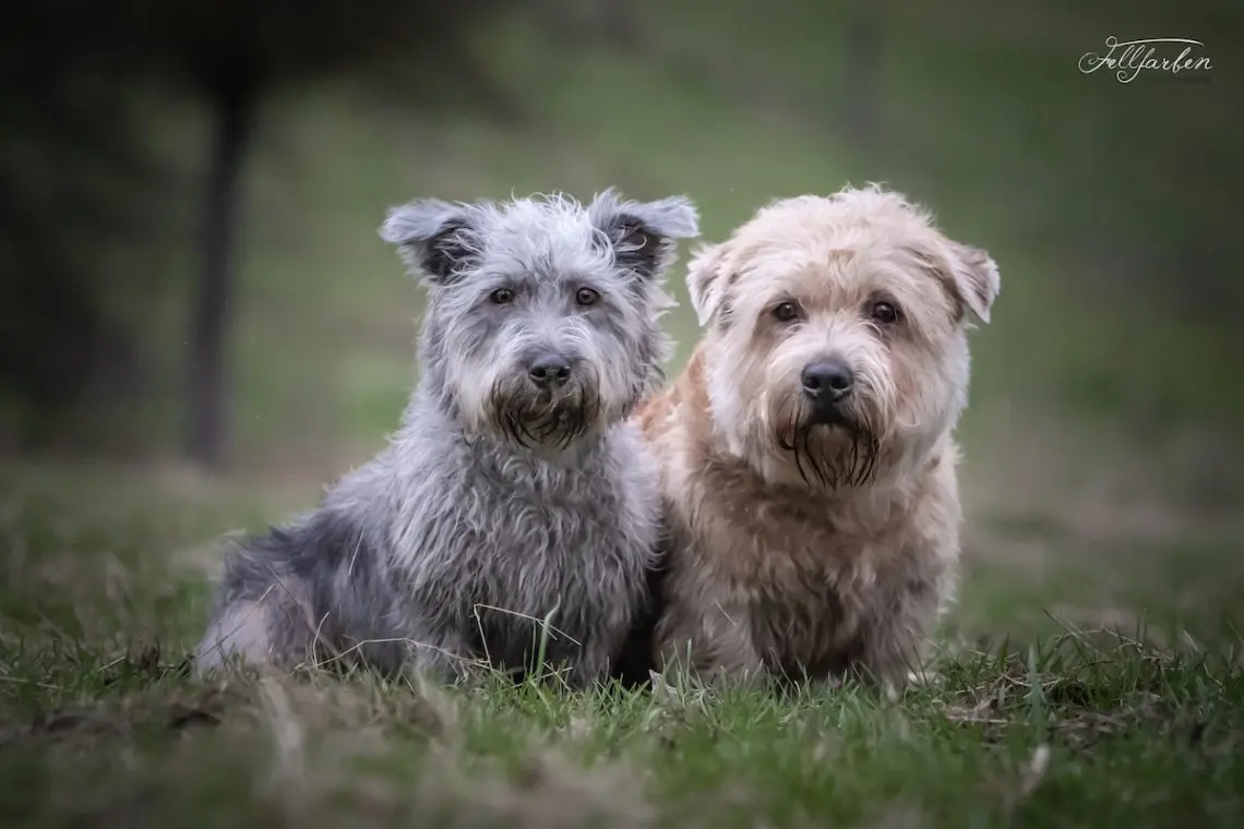 Glen of Imaal Terrier