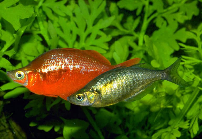 Glossolepis red