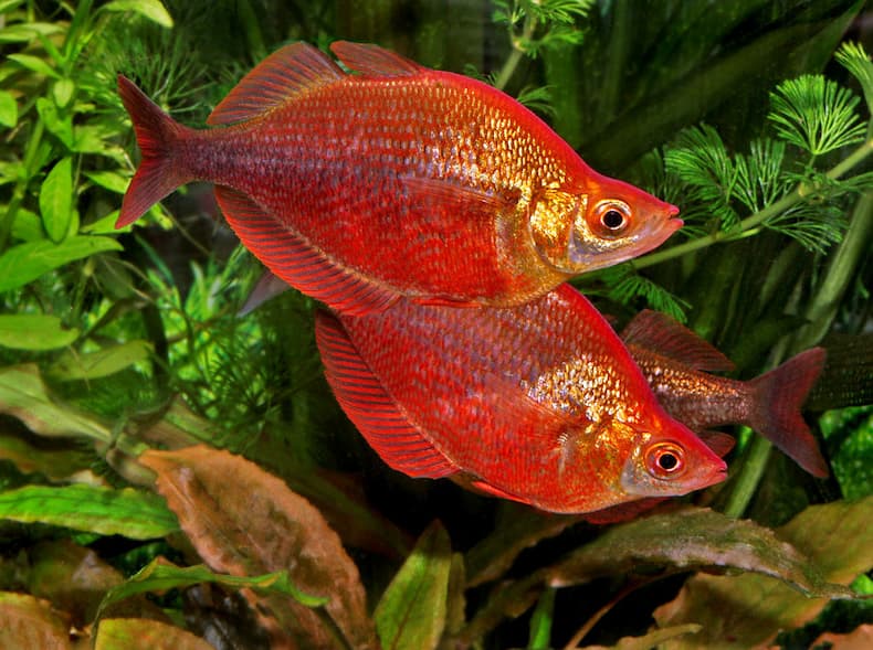 Glossolepis red