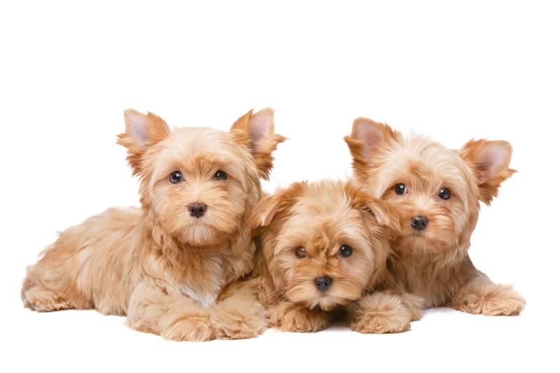Golddust Yorkshire Terrier Puppies