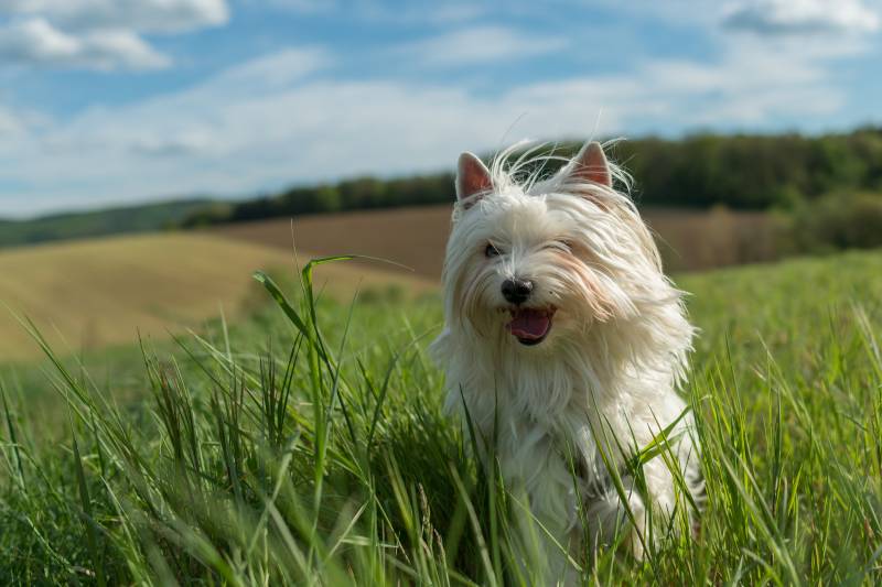 Golddust Yorkshire Terrier in the grass