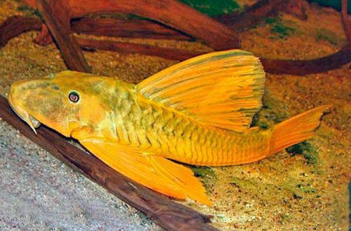 golden plecostomus