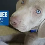 Got a dog and regretted it…