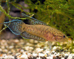 Gourami