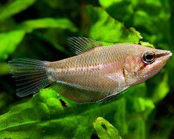 Gourami