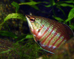 Gourami