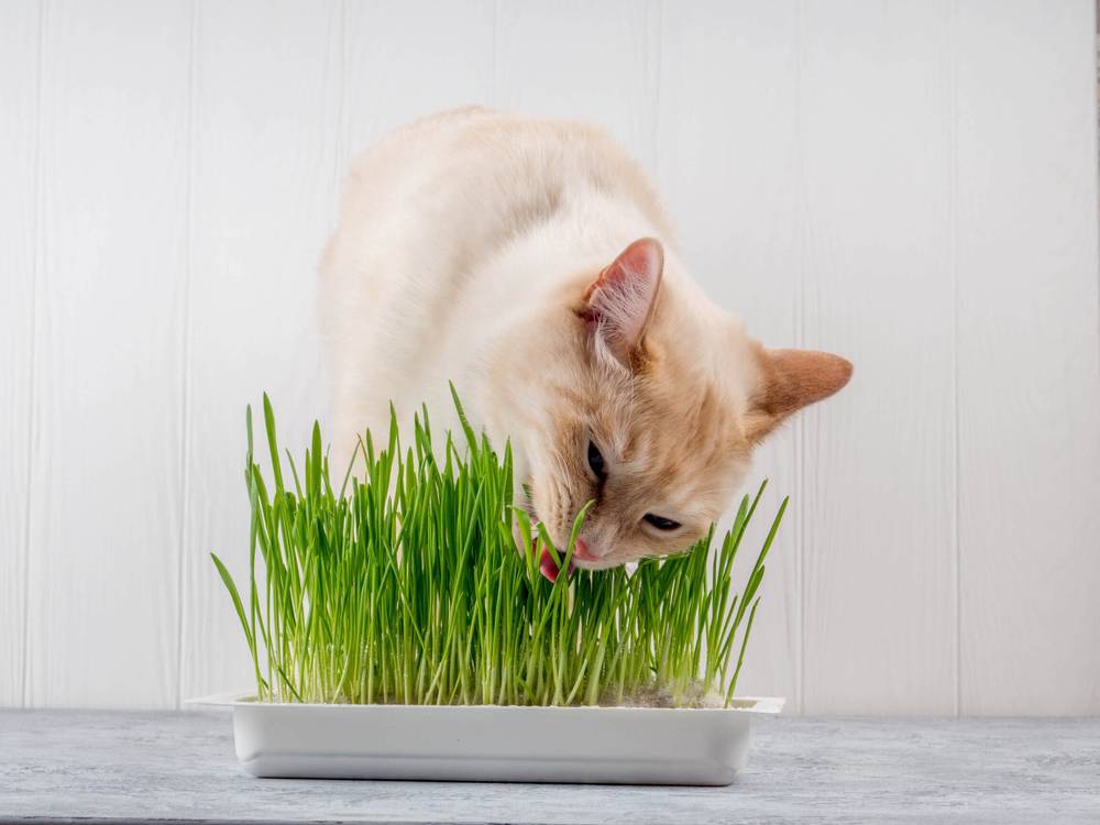 grass for cats