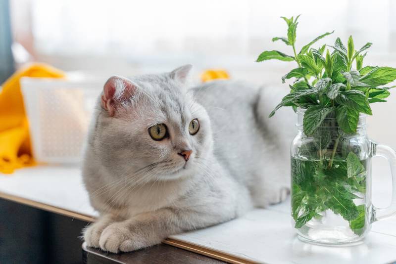 grass for cats