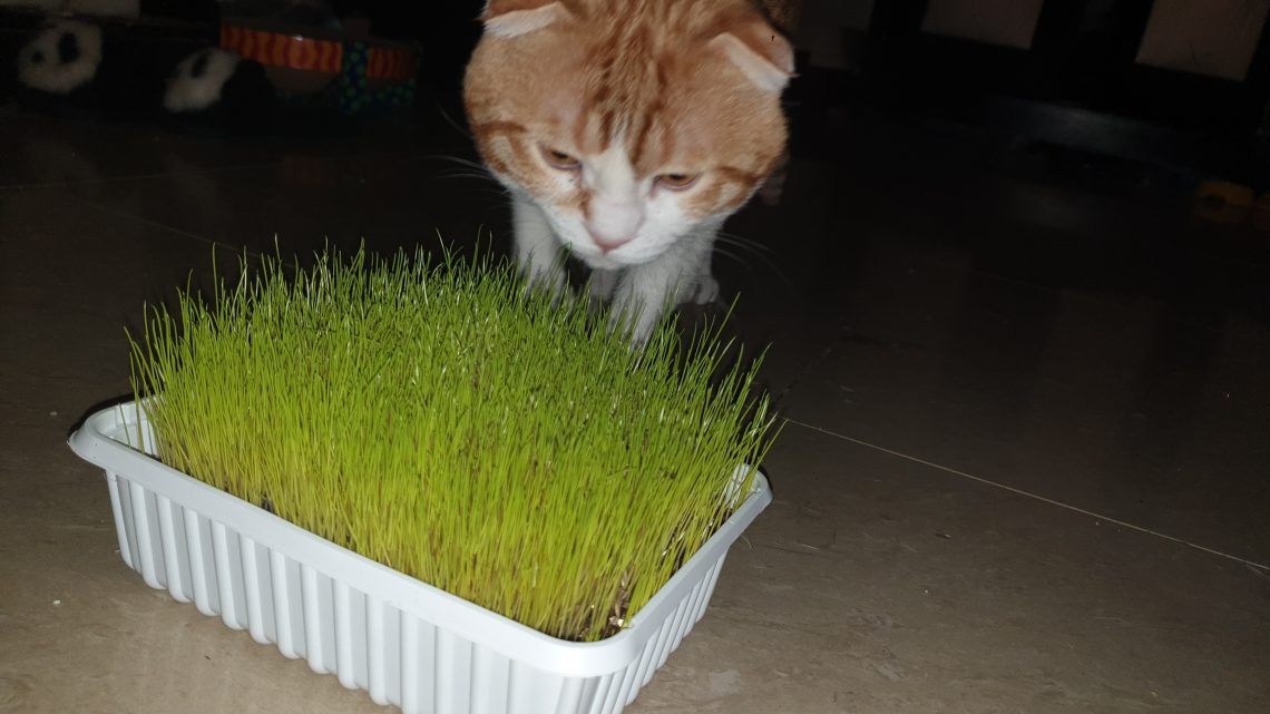 grass for cats