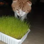 grass for cats