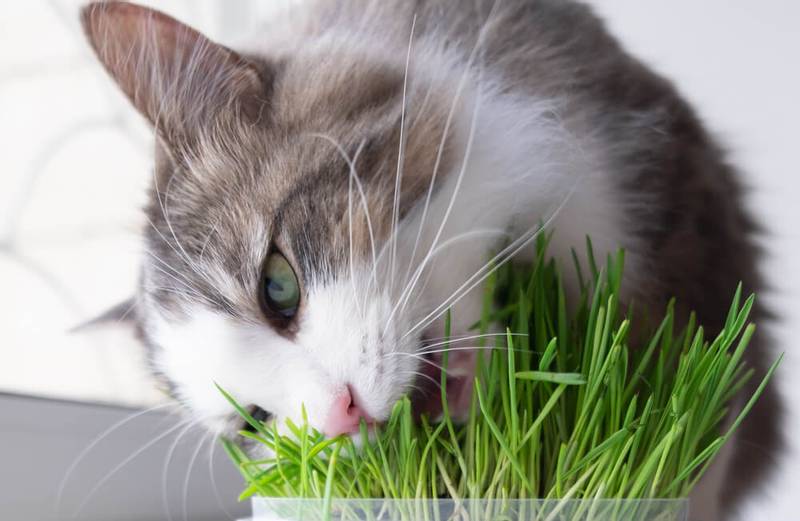 grass for cats