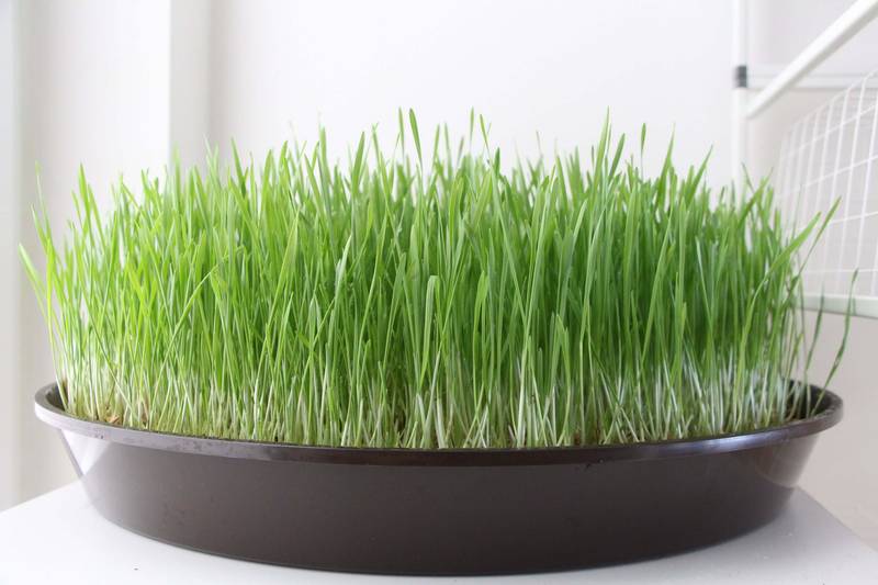 grass for cats