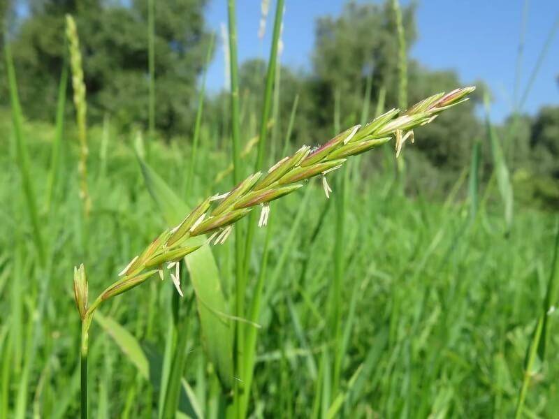 grass for cats