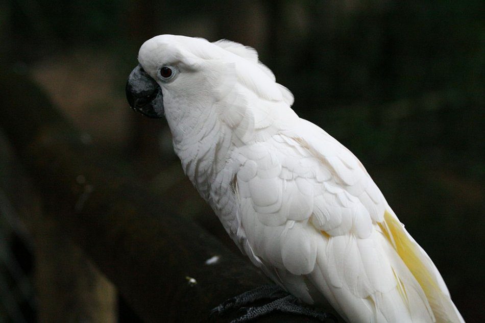 Great white-crested cockatoo