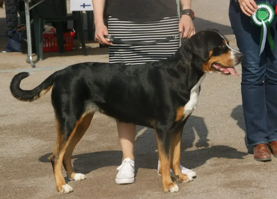 Greater Swiss Mountain Dog