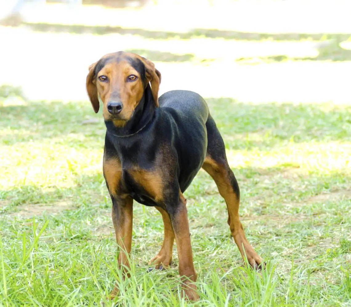 Greek Harehound