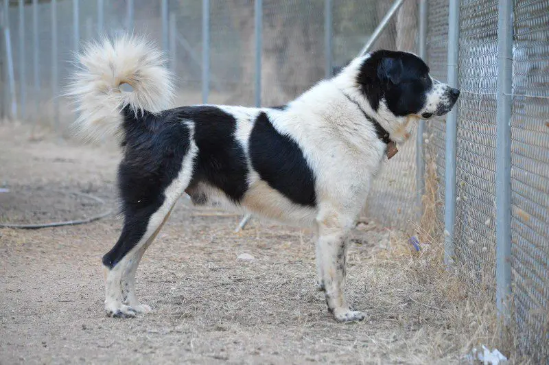 Greek Shepherd