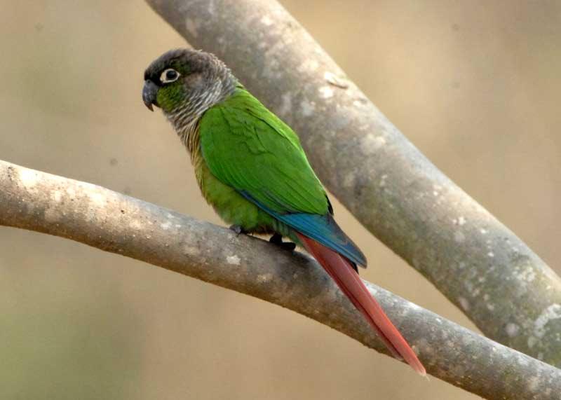 Green-cheeked red-tailed parrot