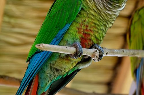 Green-cheeked red-tailed parrot