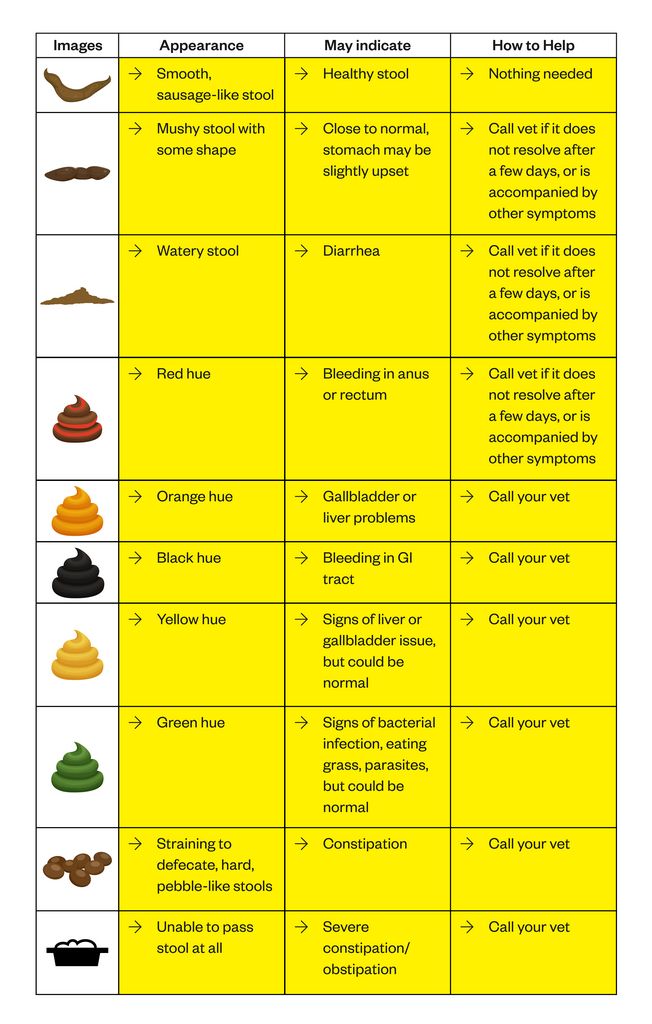 Green feces in a cat &#8211; causes and treatment