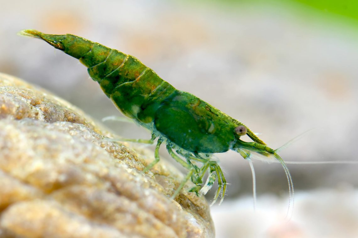 green shrimp