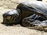 Green Turtle (Soup Turtle)